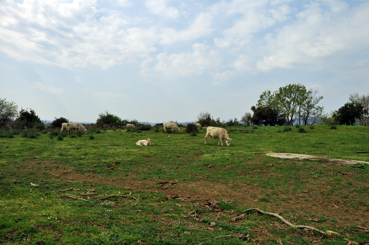 ../Images/Mucche_e_vitellino. Cerveteri.jpg